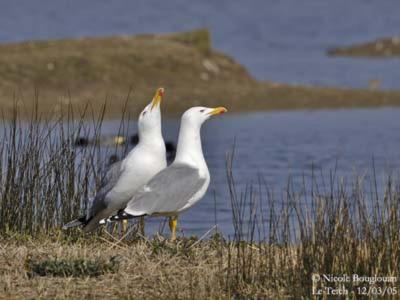 Les Mouettes Amoureuses Villa Louannec Eksteriør billede